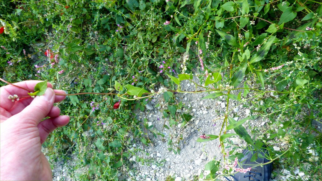 Black-bindweed with other arable weeds in an uncultivated field margin