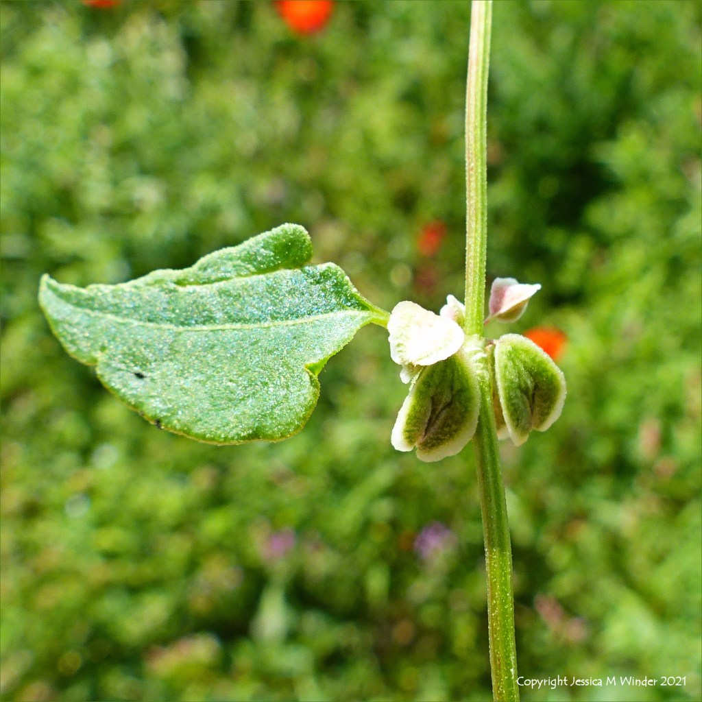 Leaf and flowers of Black-bindweed in an uncultivated field margin