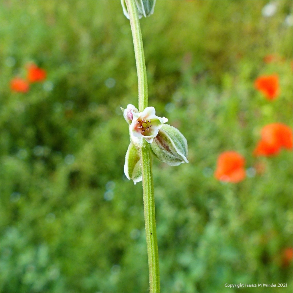 Flowers of Black-bindweed in an uncultivated field margin