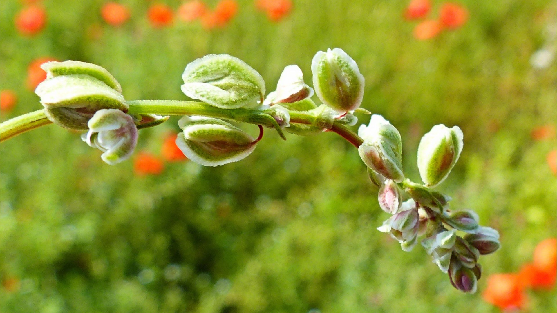 Flowers of Black-bindweed in an uncultivated field margin