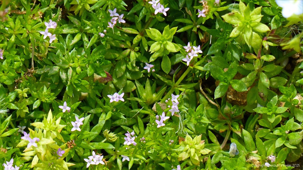 Minute lilac flowers of Field Madder (Sherardia arvensis) in an uncultivated field strip