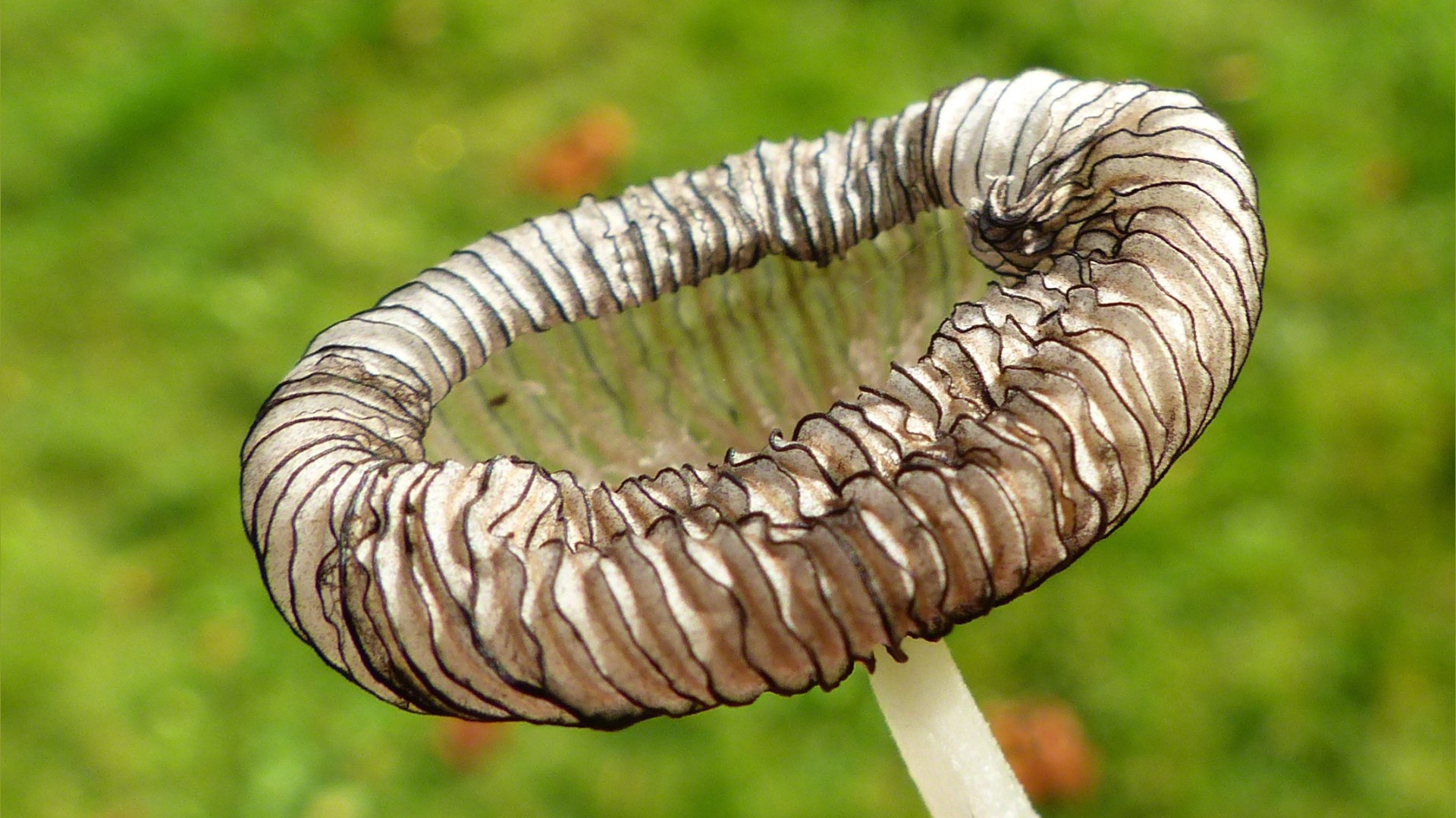 Translucent cap of a toadstool probably Coprinus sp.