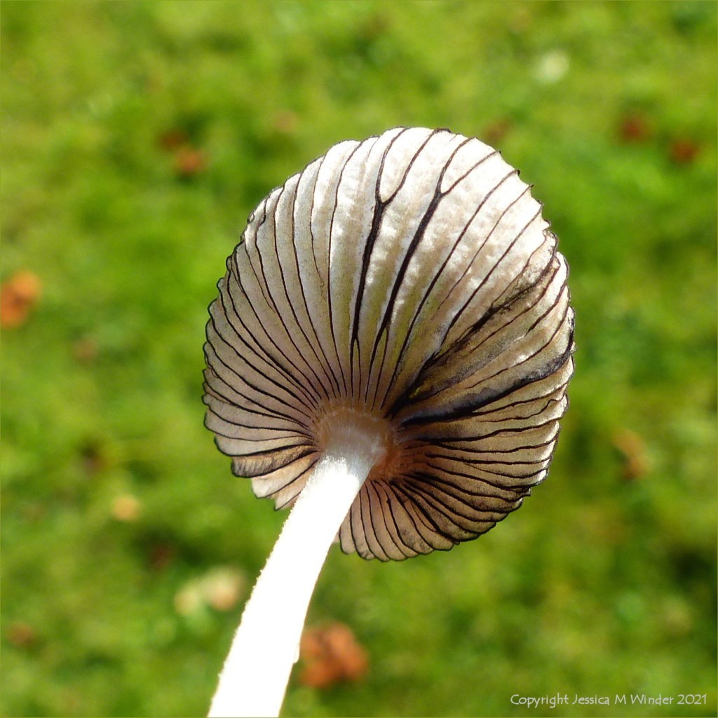 Translucent cap of a toadstool probably Coprinus sp.