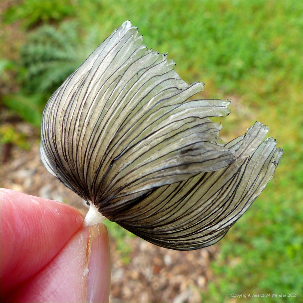 Underside of a delicate toadstool with a translucent caps