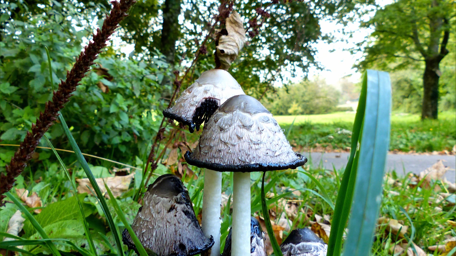 Shaggy Ink Cap toadstools (Coprinus comatus) with open caps in grass and trees