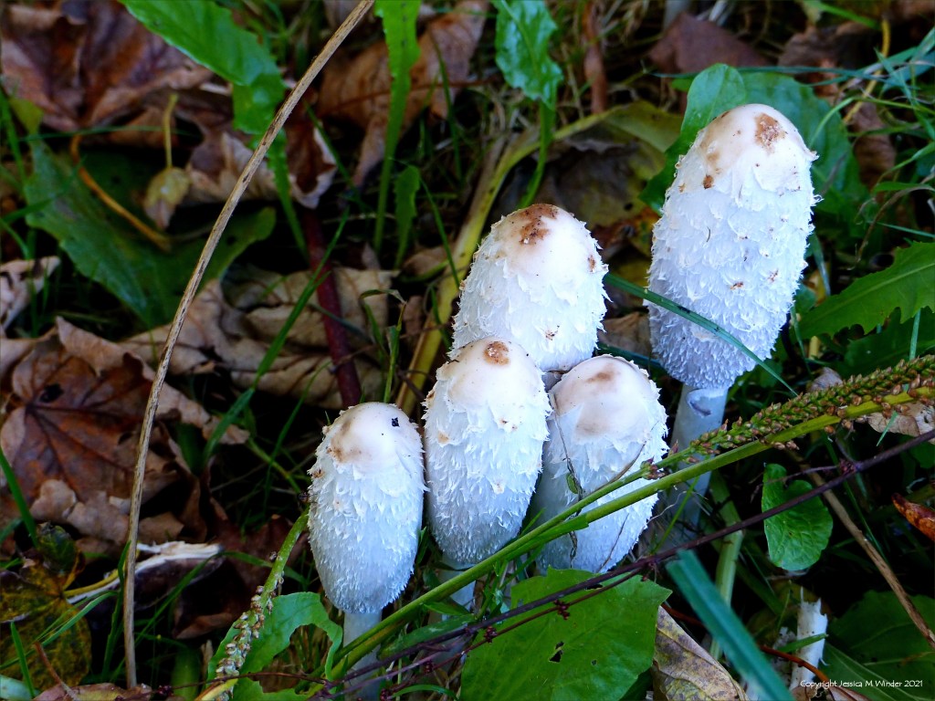 Newly emerged Shaggy Ink Cap toadstools (Coprinus comatus) with closed caps
