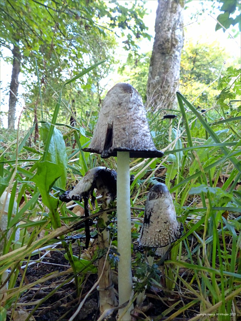 Shaggy Ink Cap toadstools (Coprinus comatus) with open caps in grass at the base of a tree