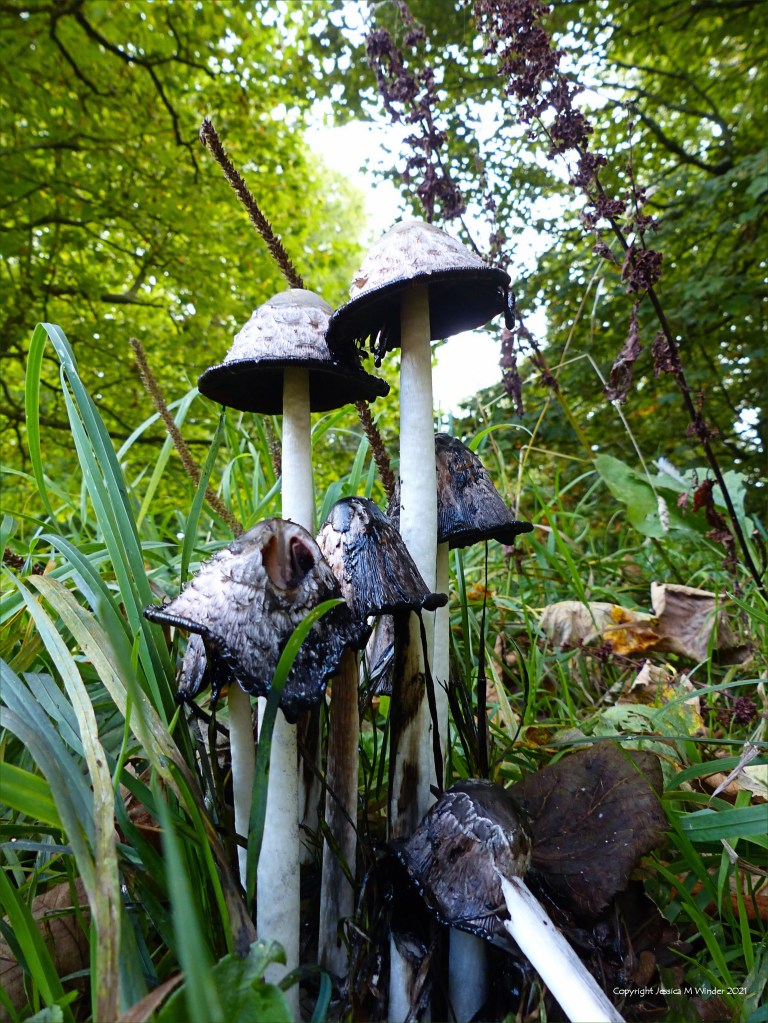 Shaggy Ink Cap toadstools (Coprinus comatus) with open caps in grass at the base of a tree