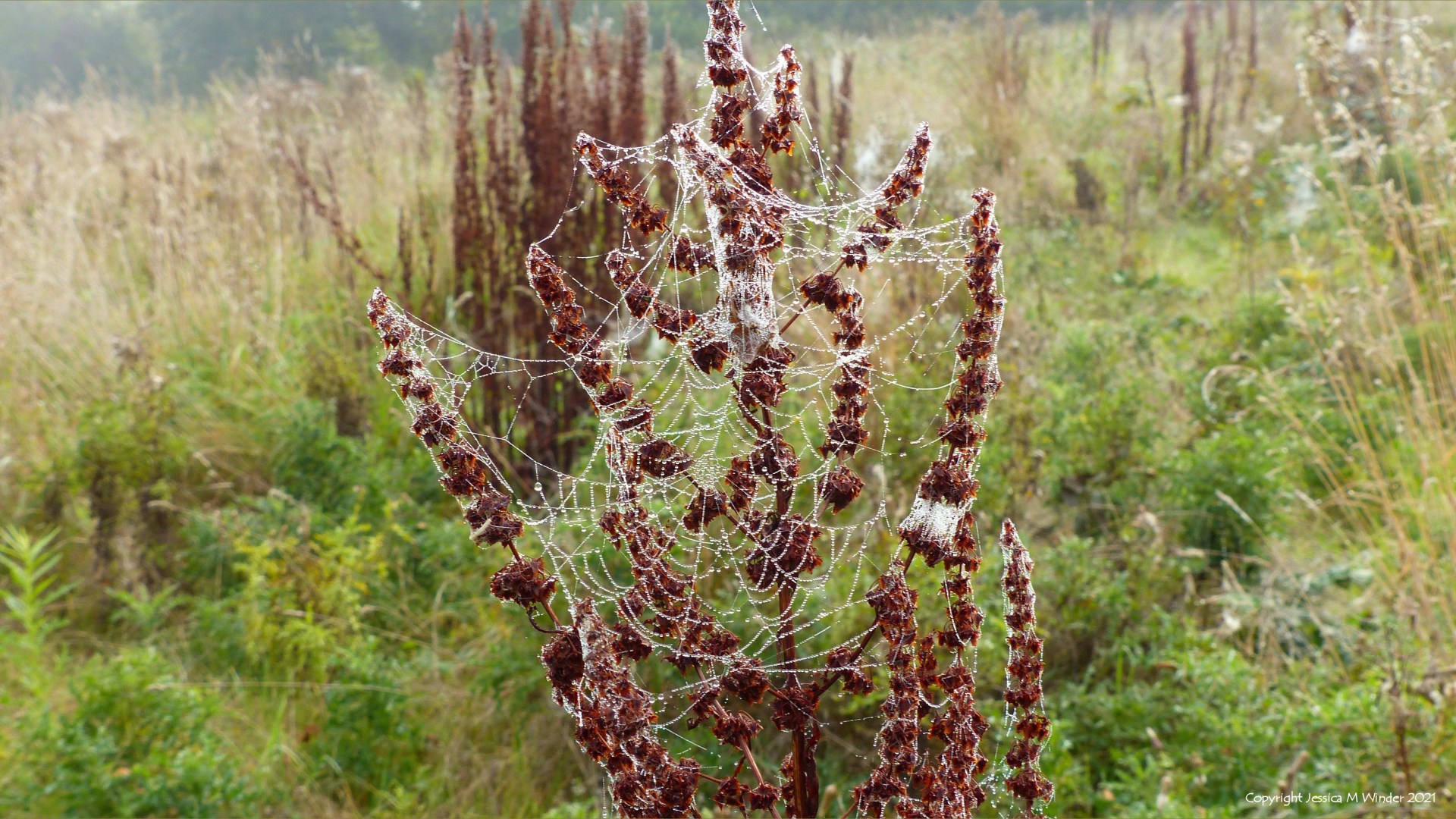 Cobwebs covered with dew on Dock seed heads