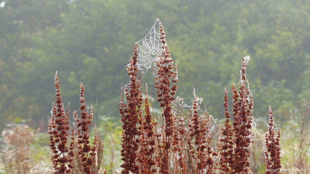Cobwebs covered with dew on Dock seed heads