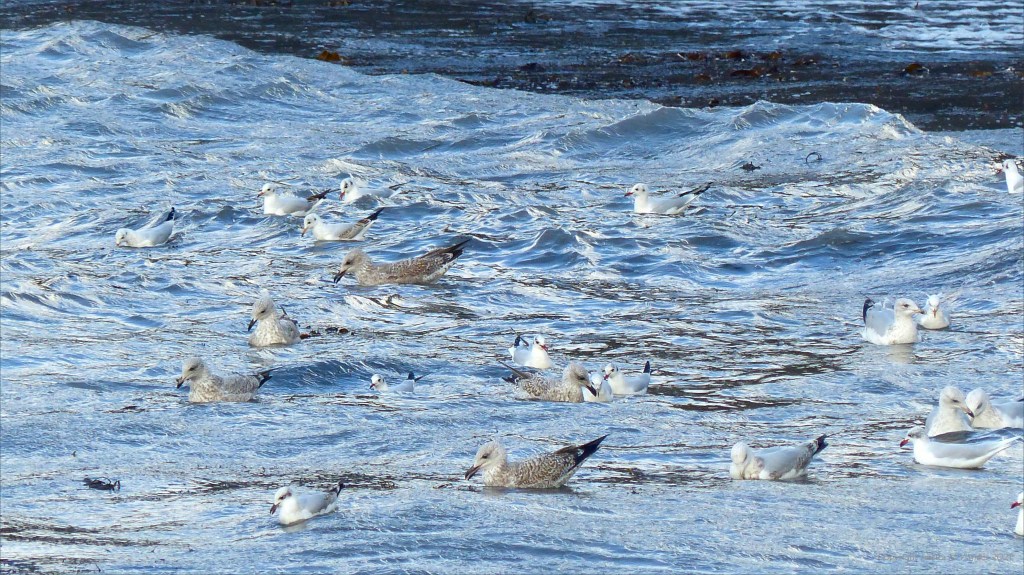 Rough sea with seabirds on a windy day at Kimmeridge bay in Dorset 31 October 2021