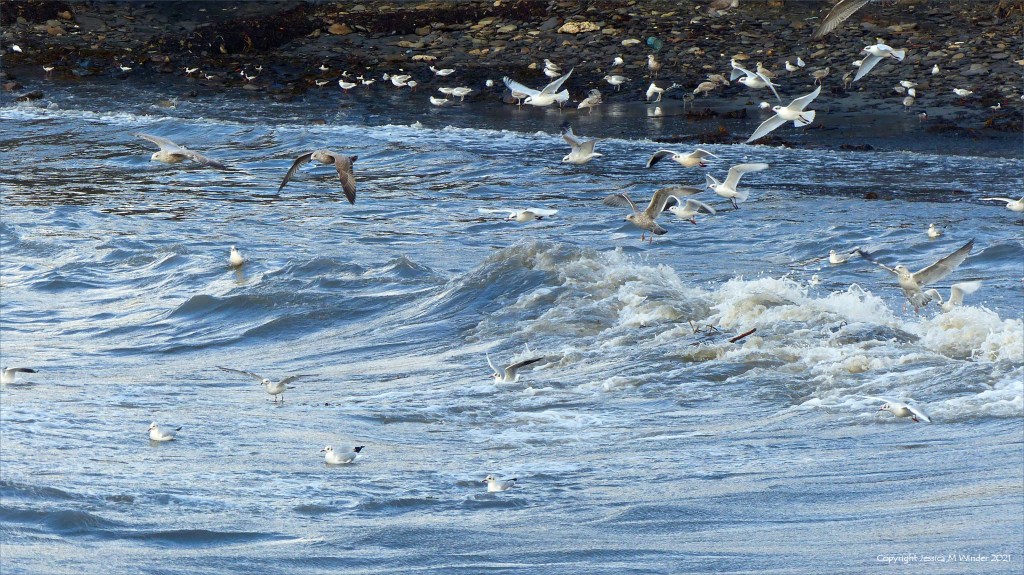 Seabirds wheeling in the wind and floating on the rough waves at Kimmeridge Bay in Dorset 31 October 2021