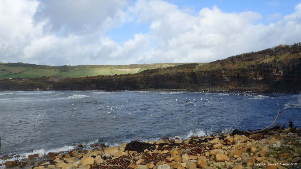 Birds in the air and on the sea with cliffs and stony beach at Kimmeridge bay in Dorset 31 October 2021