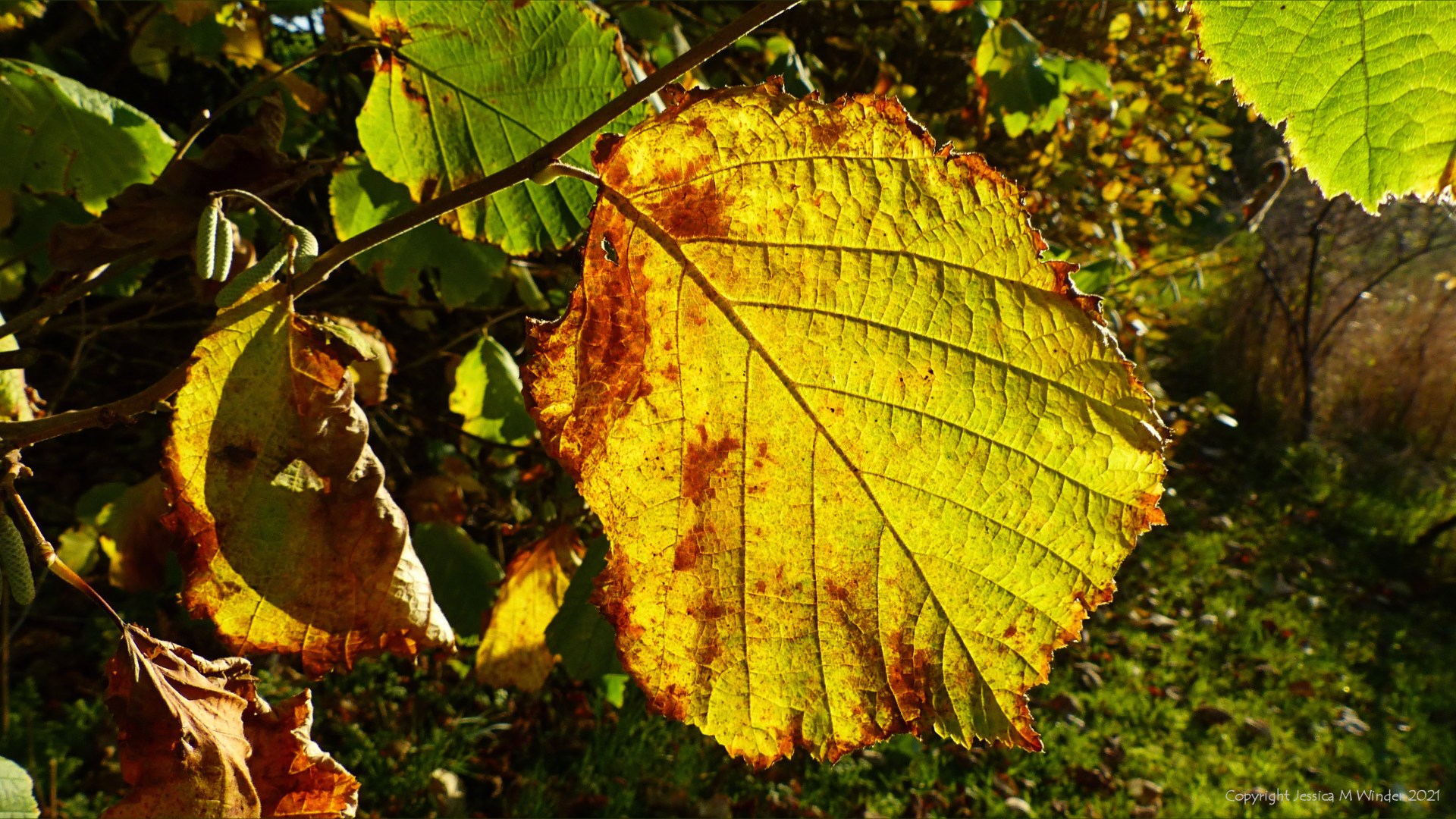 Hazel tree leaf in autumn colours