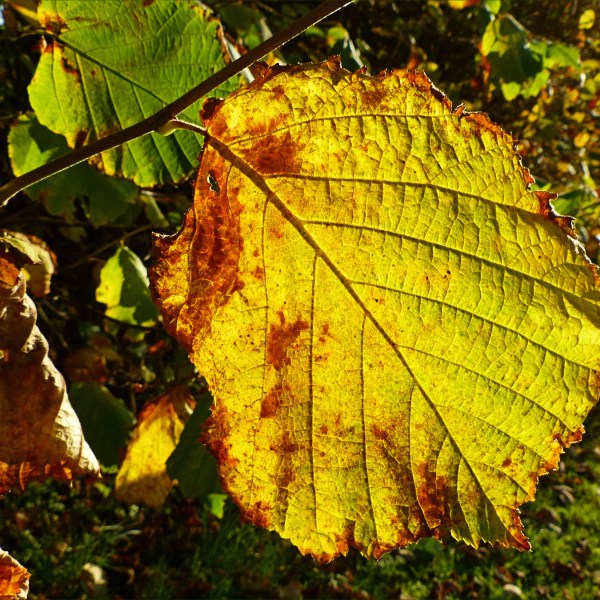Hazel tree leaf in autumn colours