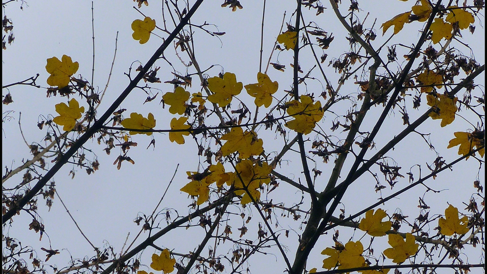 Sycamore leaves and keys on almost bare winter branches