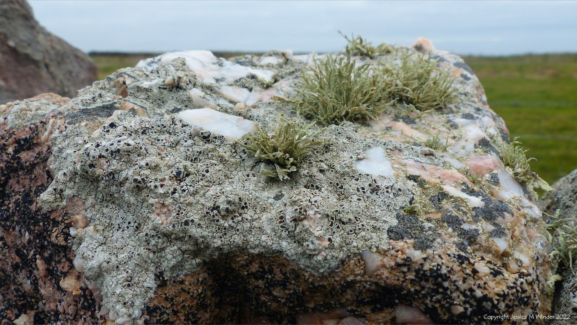 A natural garden of lichens on a rock