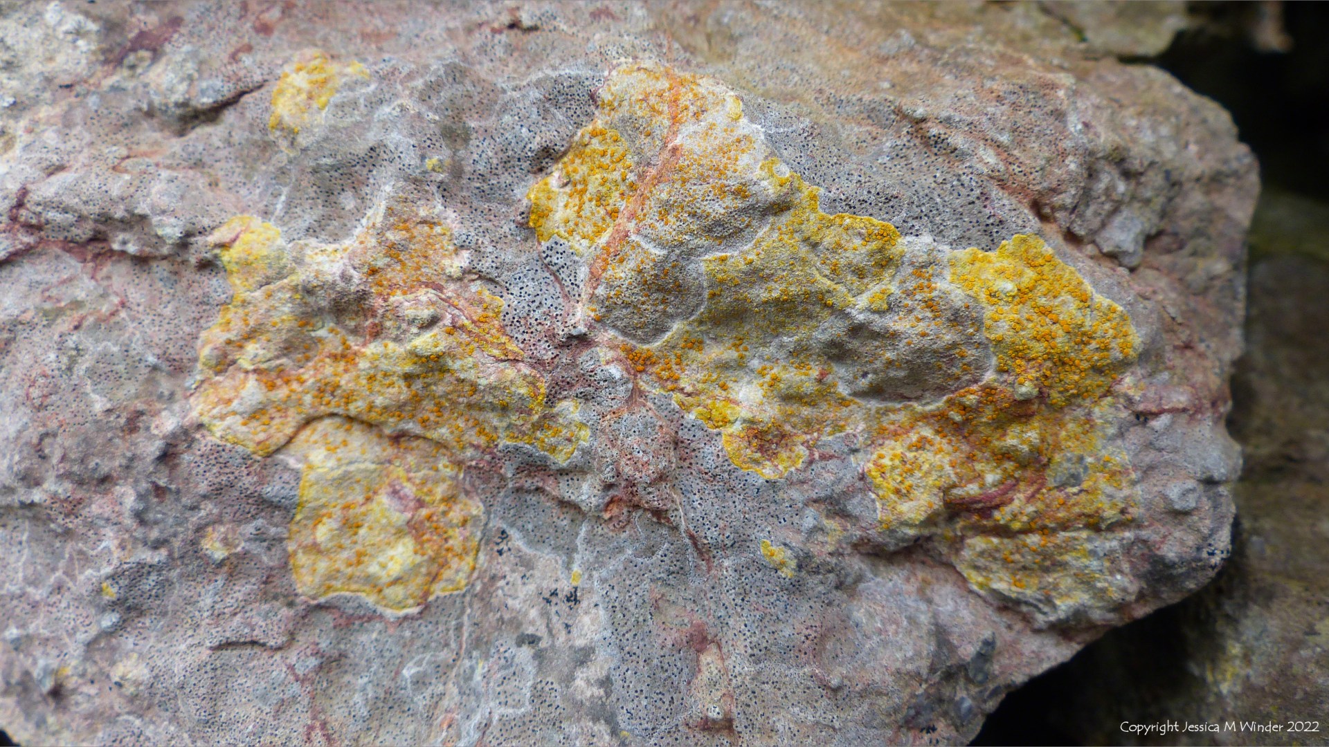 Lichens on a rock