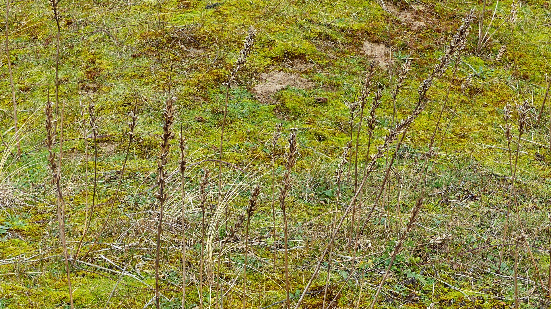 Plants on sand dunes in Gower