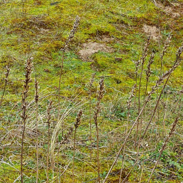 Plants on sand dunes in Gower