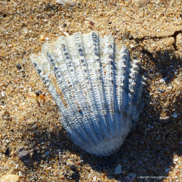 Seashell in the sand
