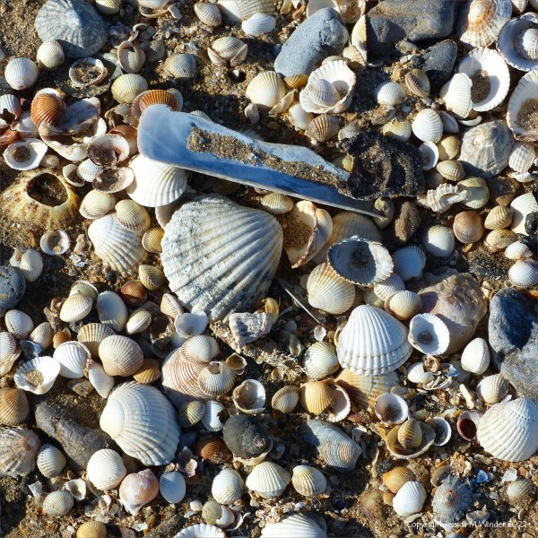 Seashells on the Gower coast