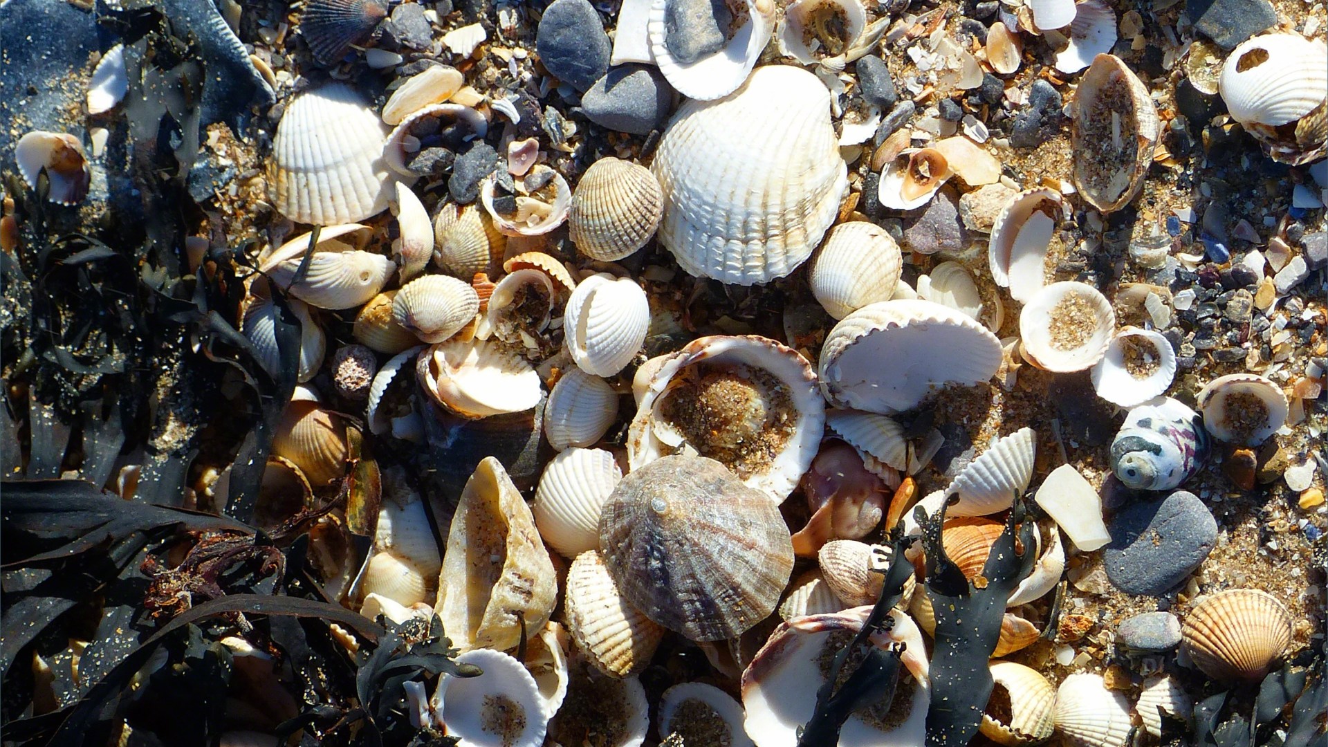 Dried black seaweed and empty seashells on the beach