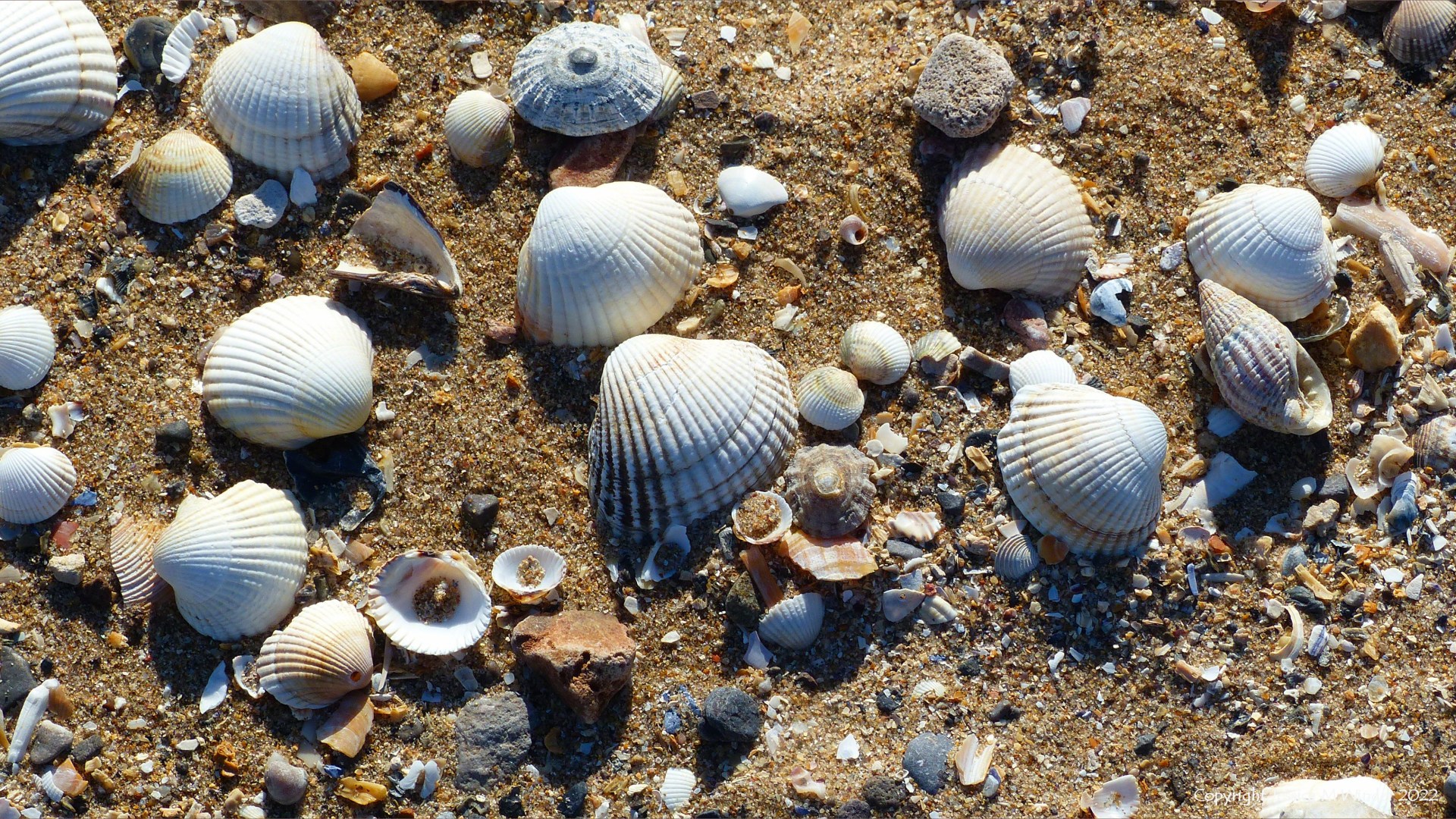 Cockle shells on a sandy beach