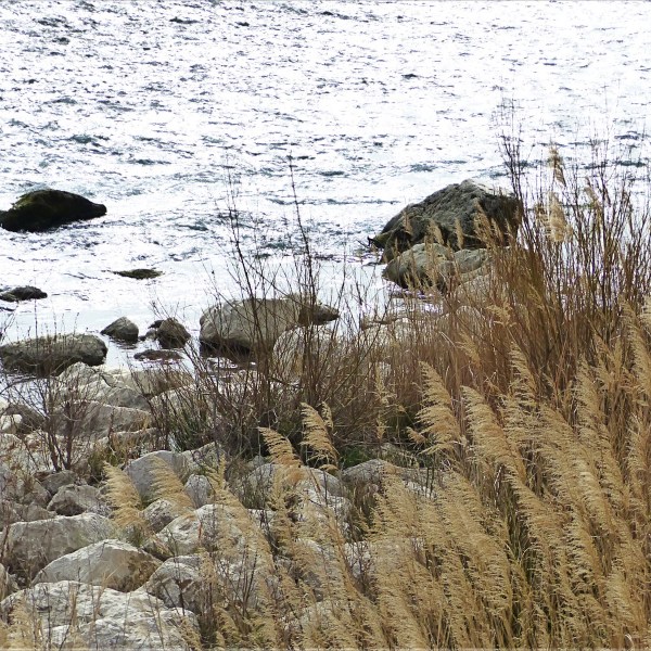 Silvery flowing river water with bankside stones and golden reeds