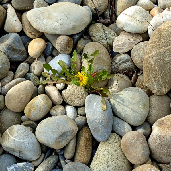 Smooth stones with dandelion flower on the banks of the Durance River