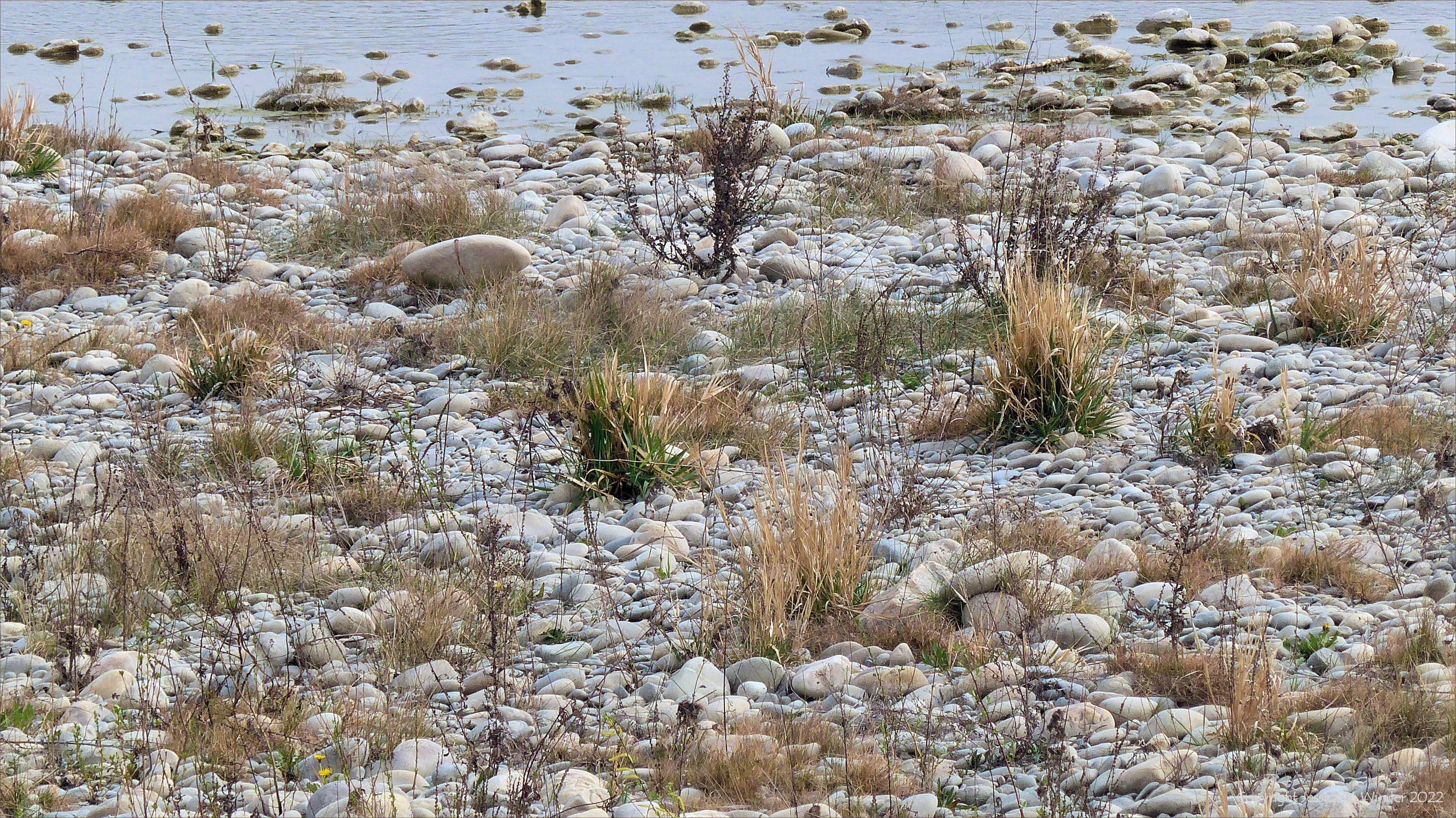 Partially vegetated pebbles on the riverbank of the Durance
