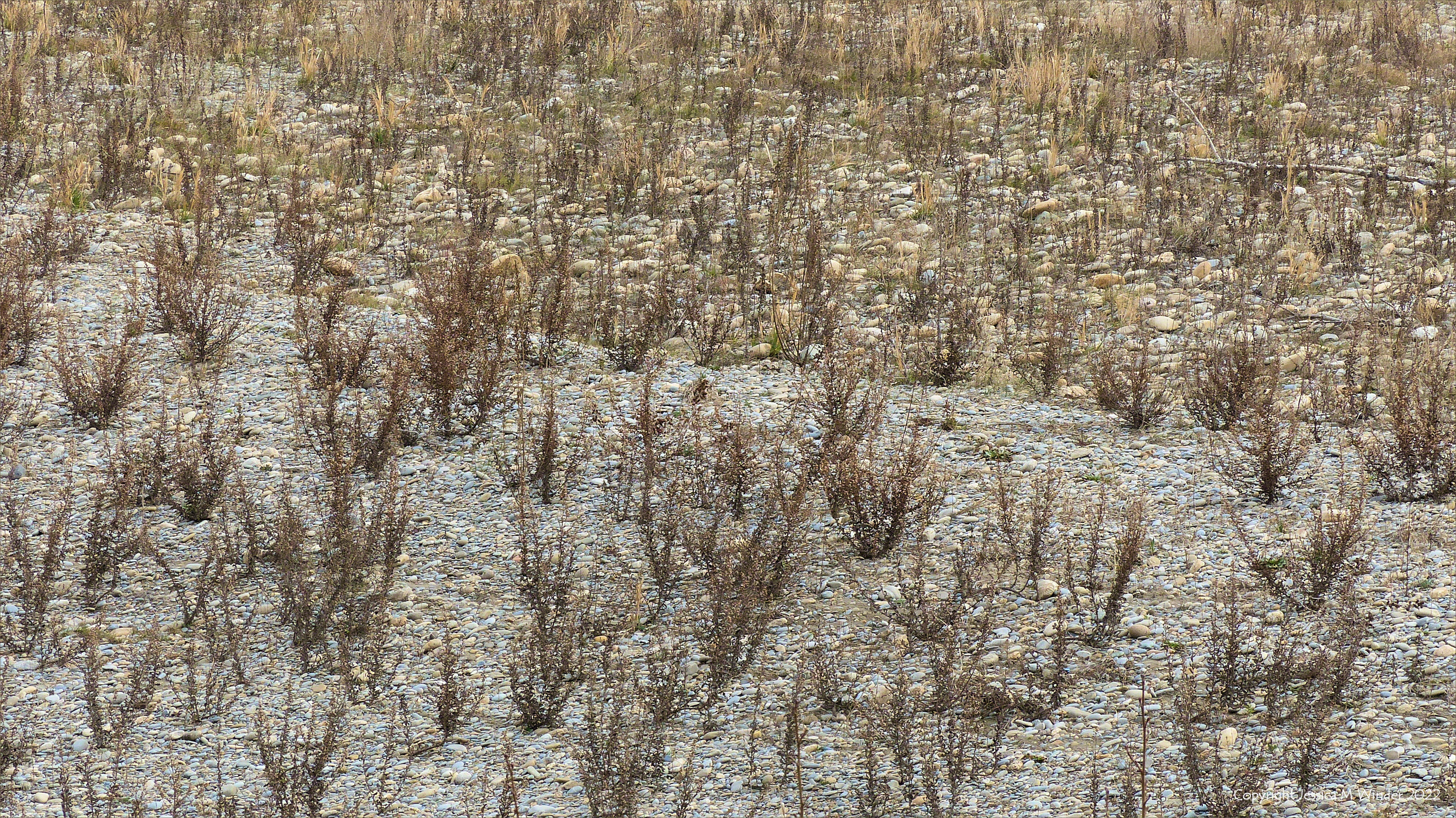Partially vegetated pebbles on the riverbank of the Durance