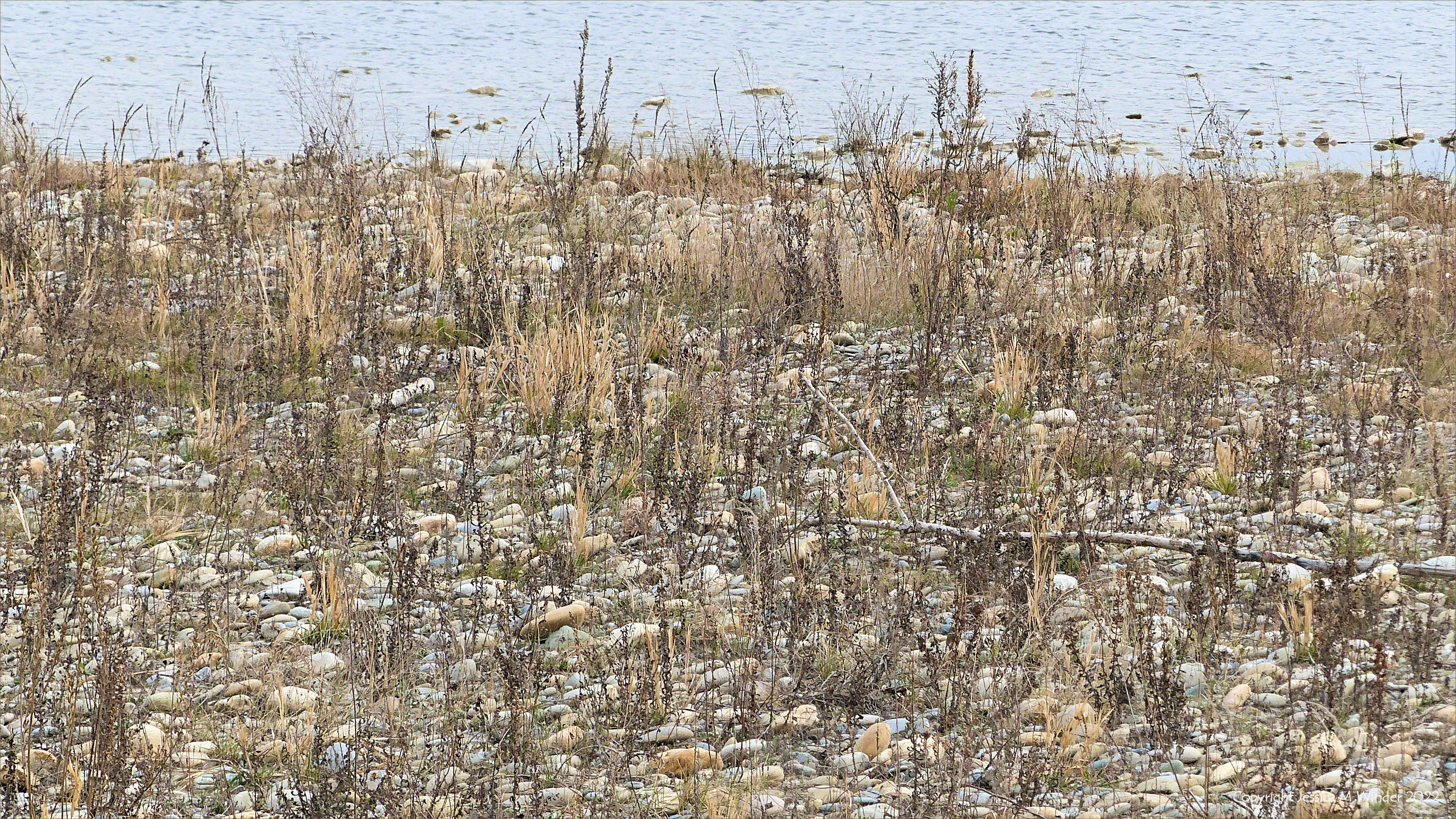 Partially vegetated pebbles on the riverbank of the Durance