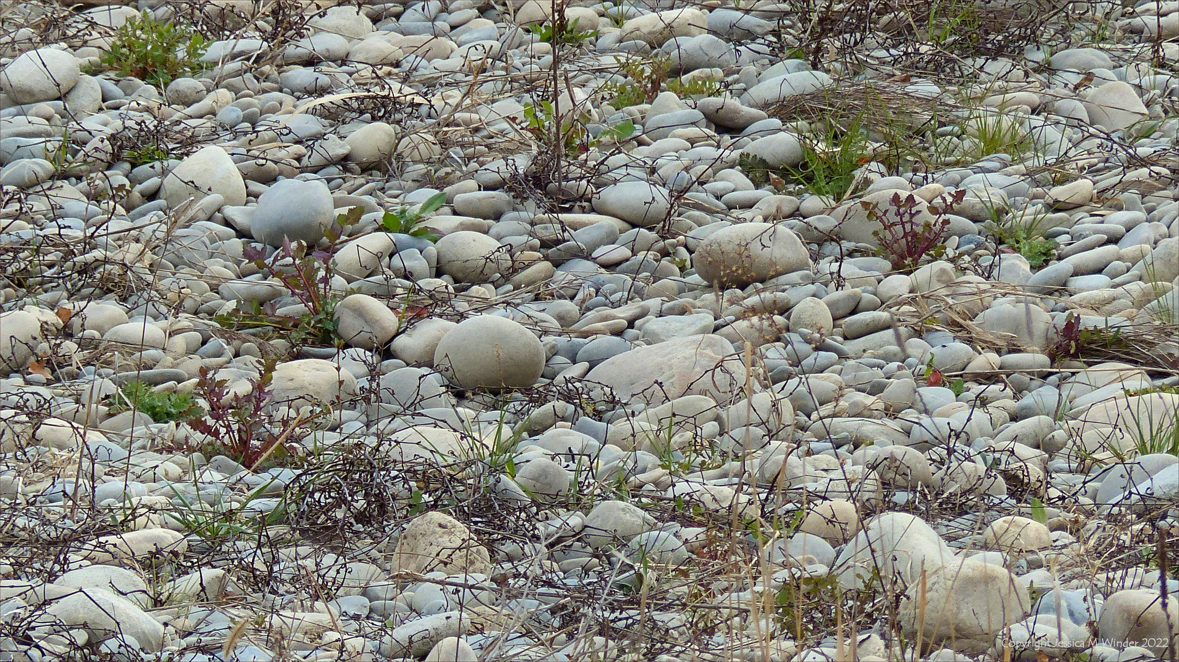 Partially vegetated pebbles on the riverbank of the Durance
