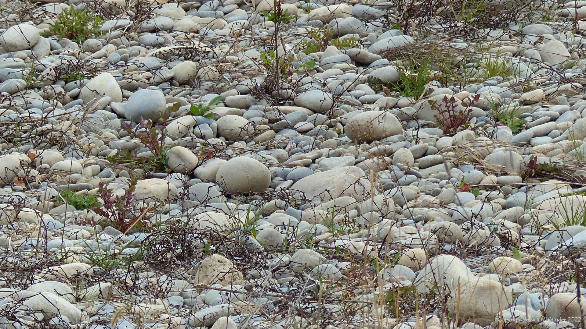 Partially vegetated pebbles on the riverbank of the Durance