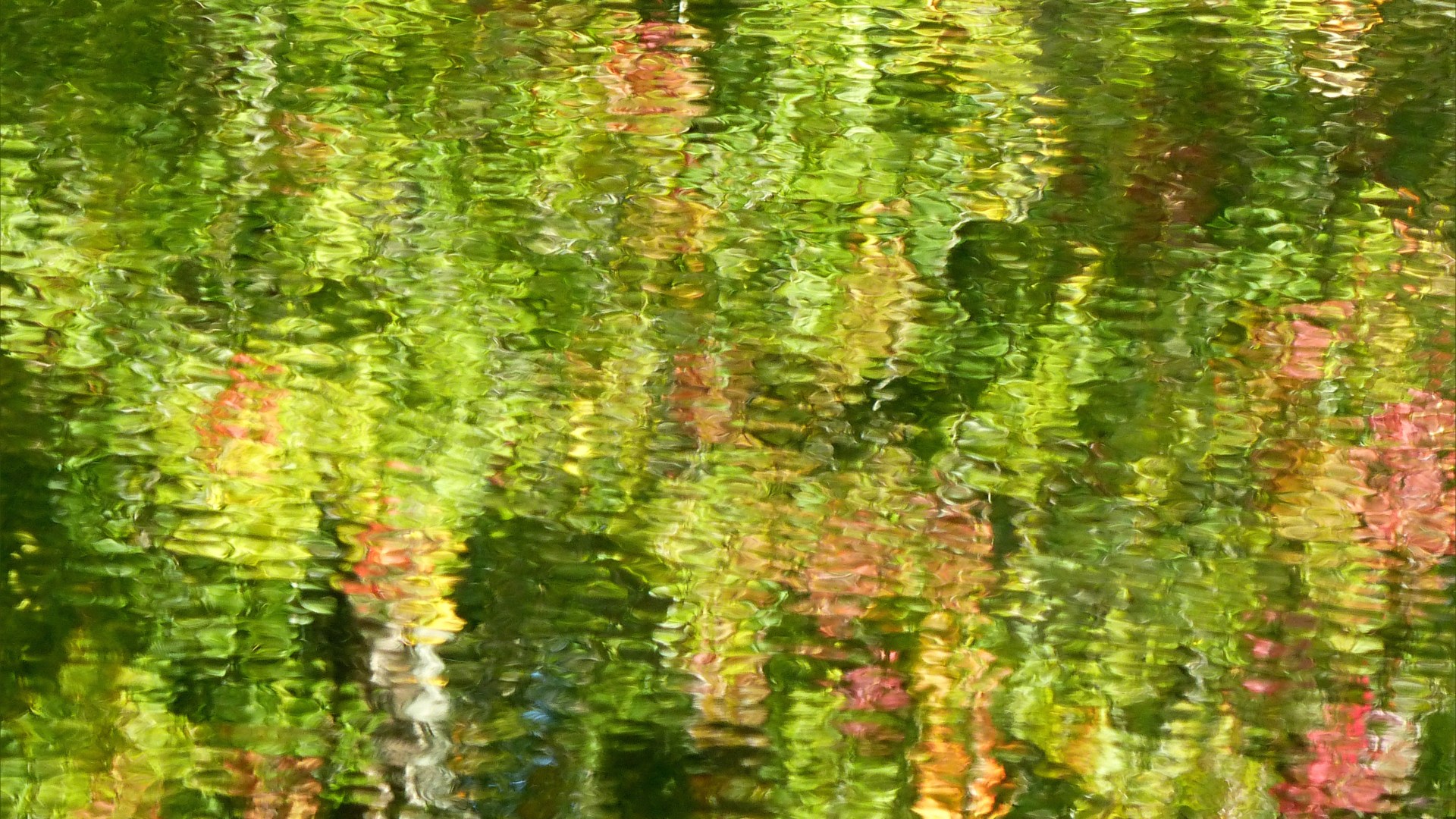Reflections of trees in the water of a lake