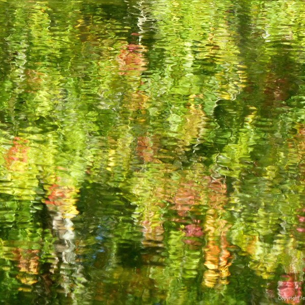 Reflections of trees in the water of a lake