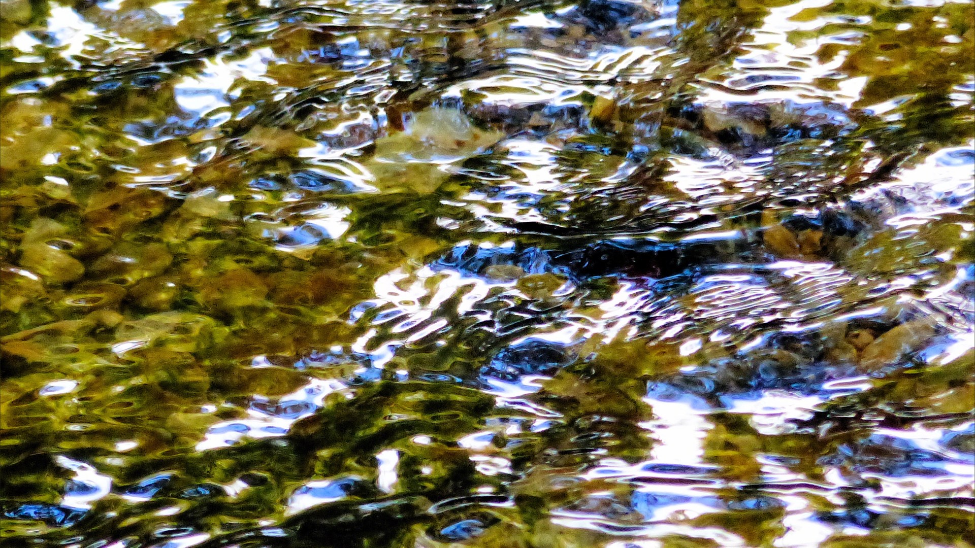 Abstract pattern of reflected light and leaves on the surface of a small flowing stream