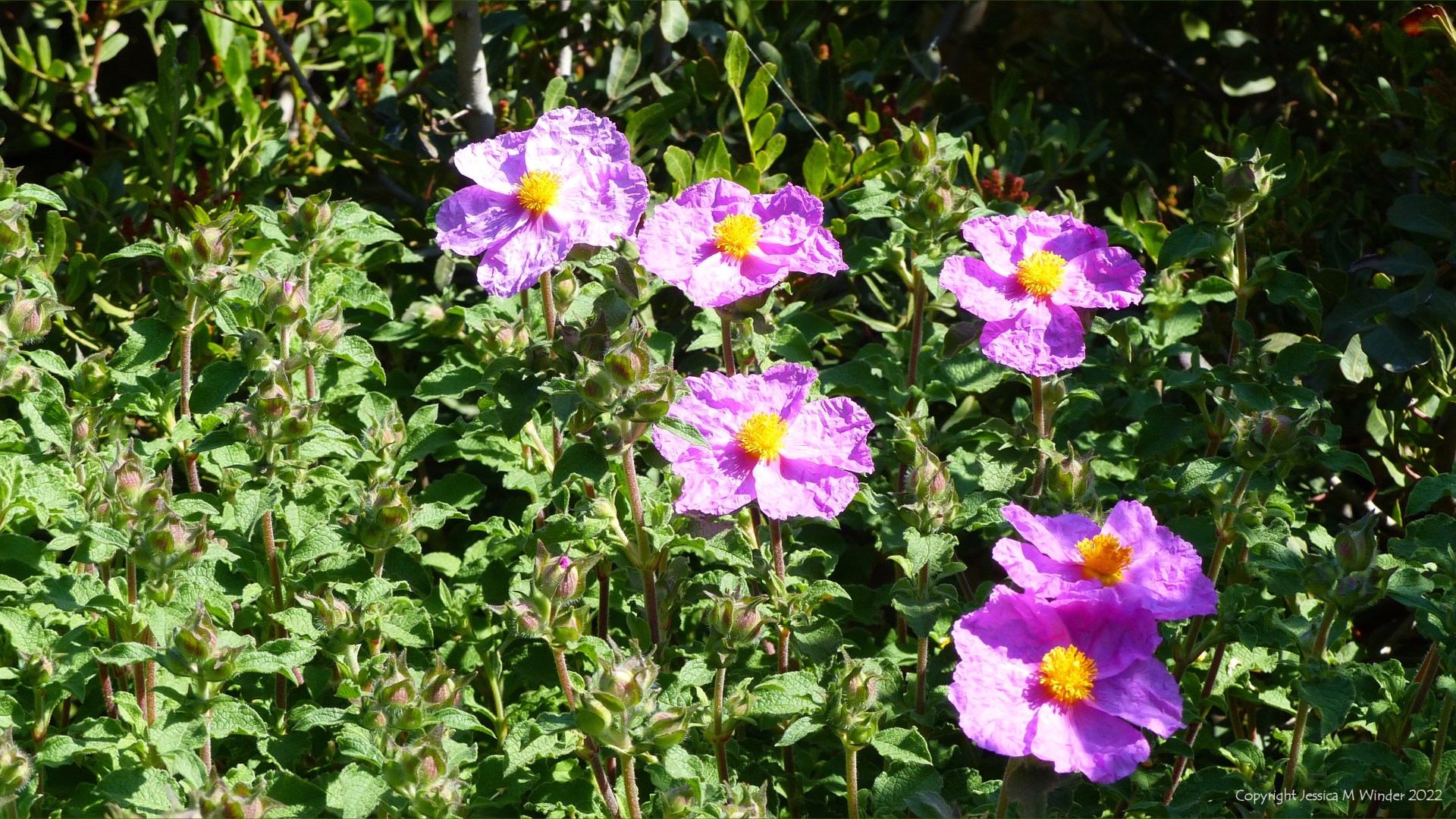 Mediterranean shrub with pink crumpled petals and yellow centres