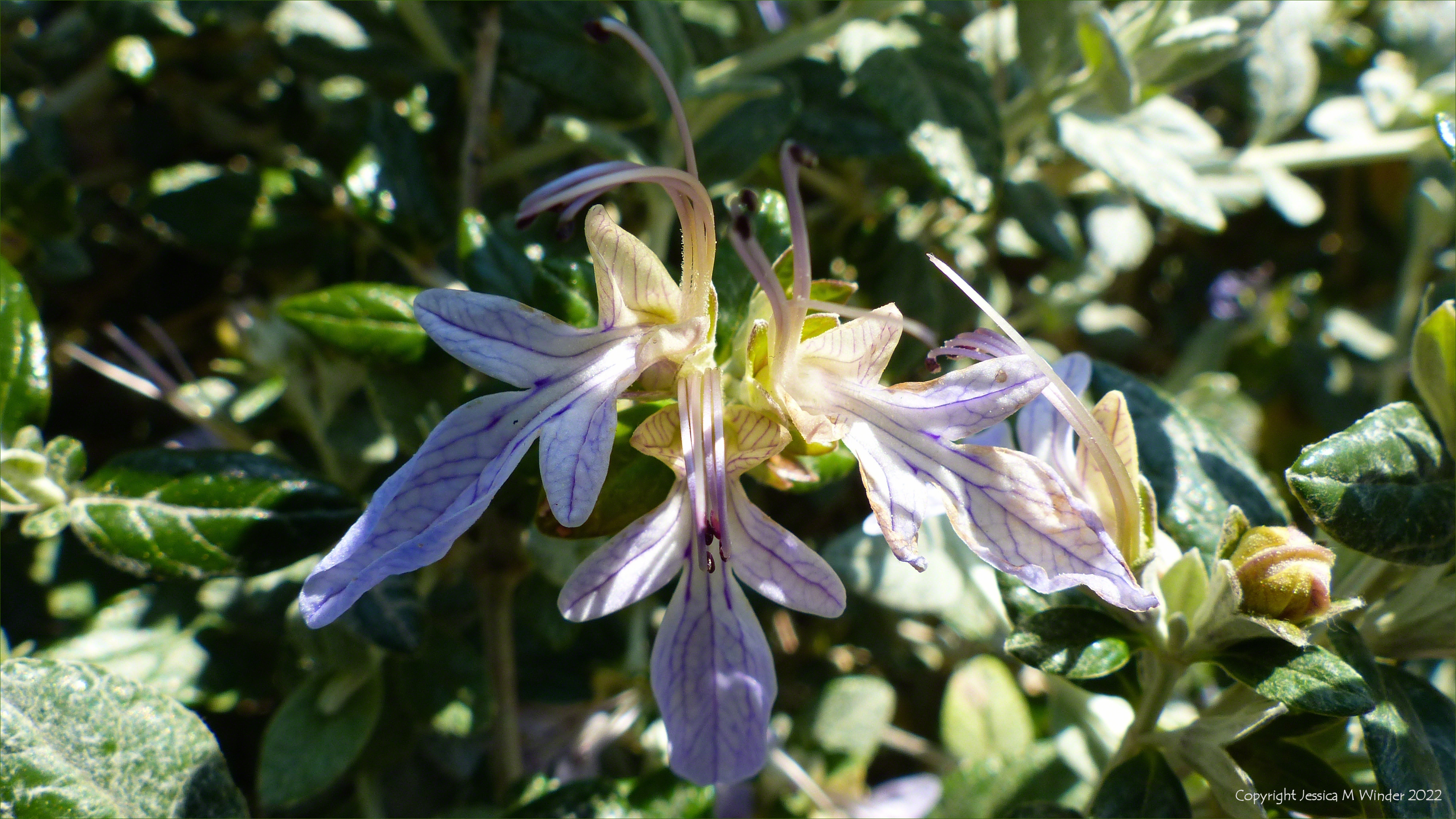 Close-up of rosemary flowers with pale lilac petals and darker veins