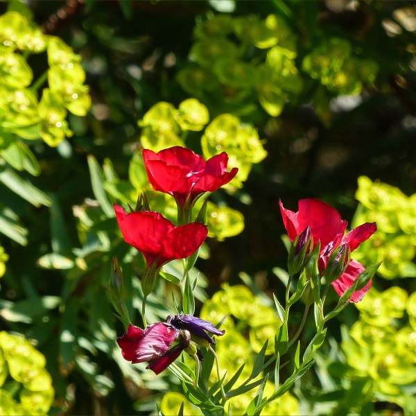 Red flowers against yellowy green ones in a Mediterranean garden
