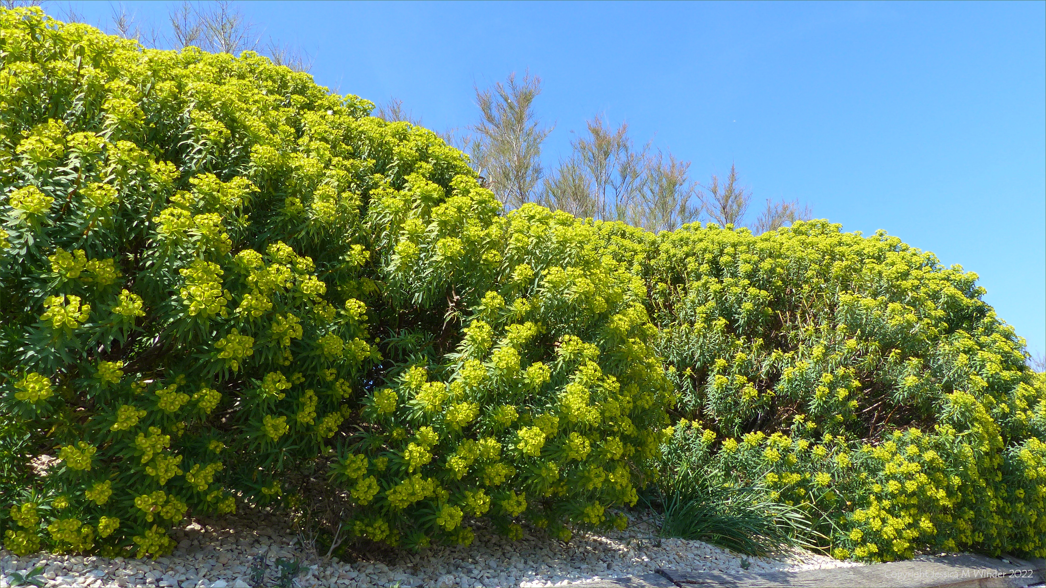 Lime green flowers on spurge plants against a blue sky