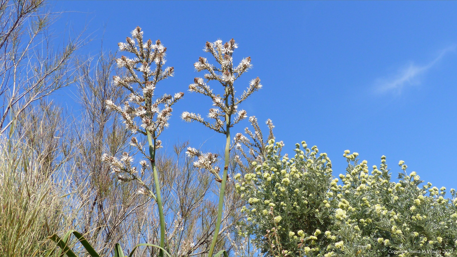Mediterranean flowering plants on a sunny day with blue sky