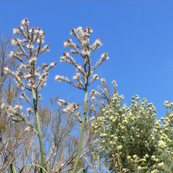 Mediterranean flowering plants on a sunny day with blue sky
