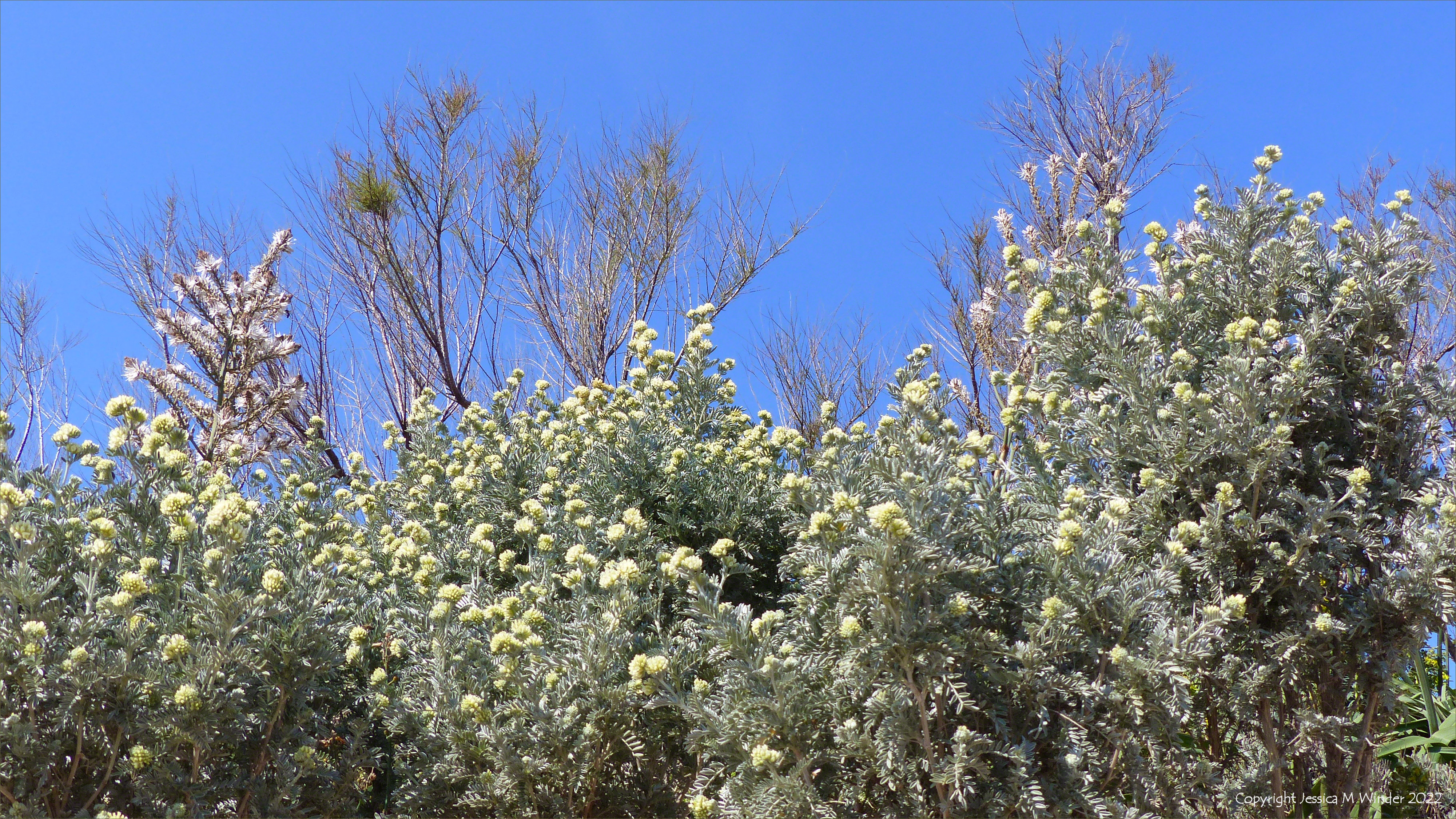 Mediterranean plants with silver leaves and cream flowers with blue sky