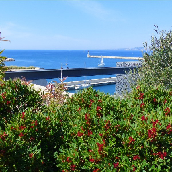 Mediterranean flowering shrubs with harbour view and blue sky