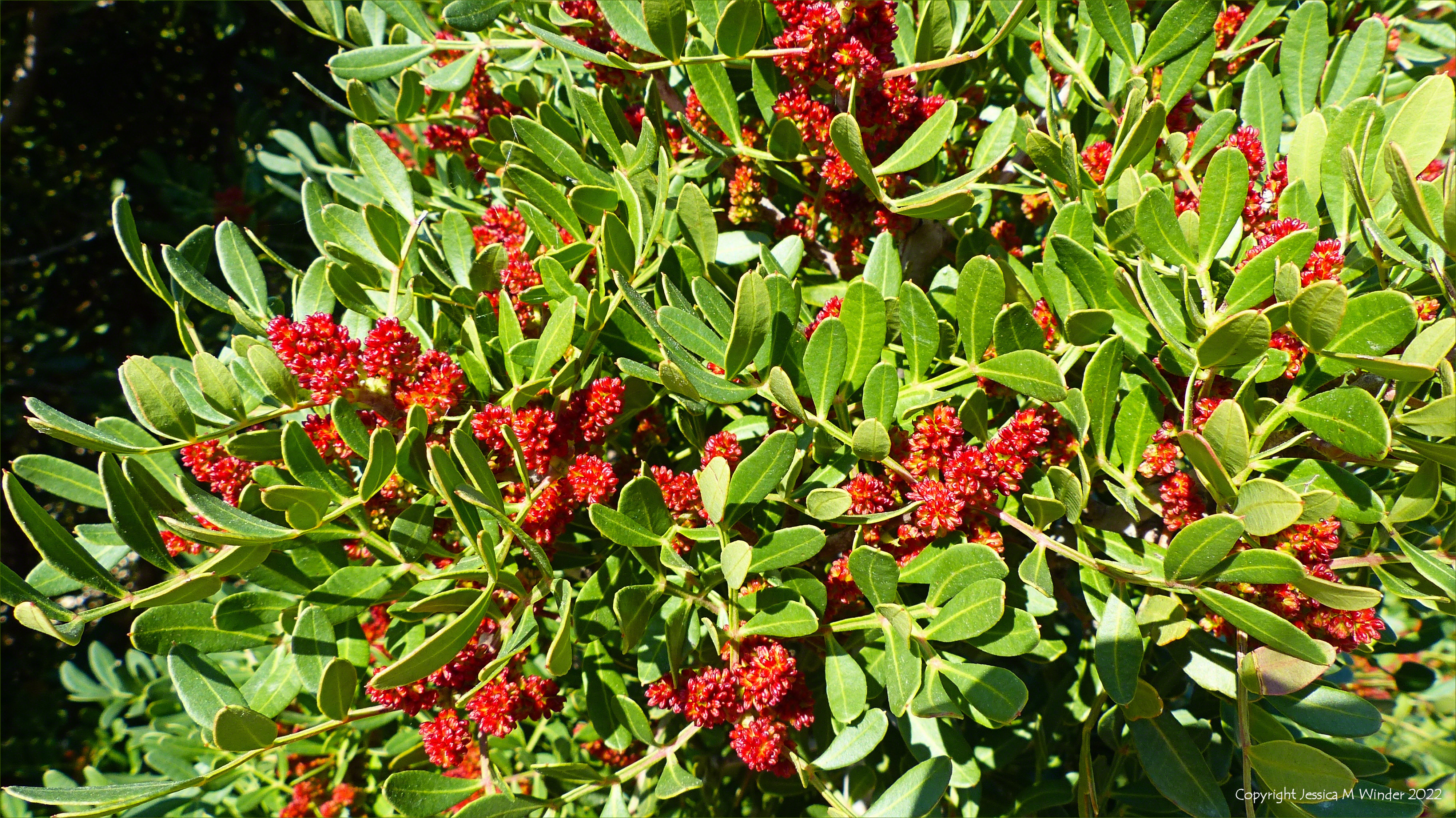 Red flowers and leathery green leaves in a Mediterranean garden