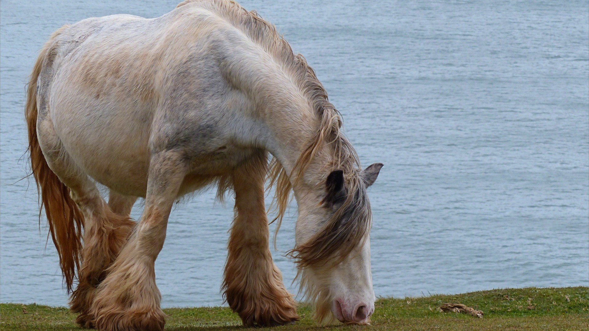 Pale heavy horse grazing on cliff top at Rhossili