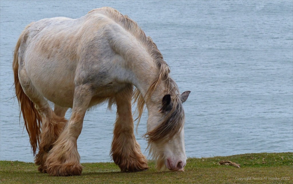 Pale heavy horse grazing on cliff top at Rhossili