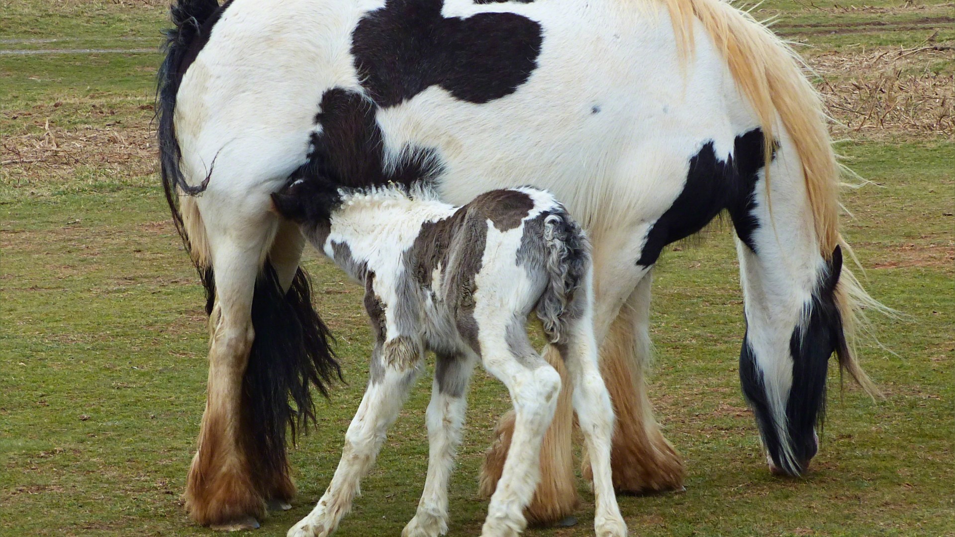 Black and white heavy horse and foal on the clifftop at Rhossili on Gower